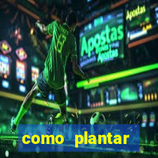 como plantar gergelim no vaso